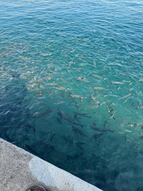 Pine Bay Havuz Alanı